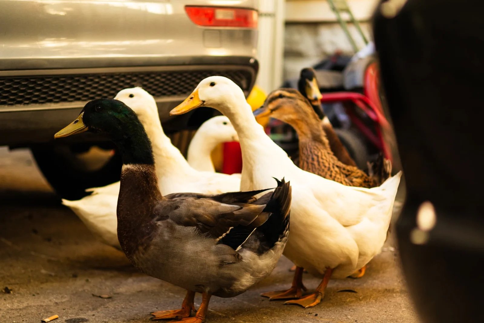A group of white and mallard ducks gathered beside a parked car