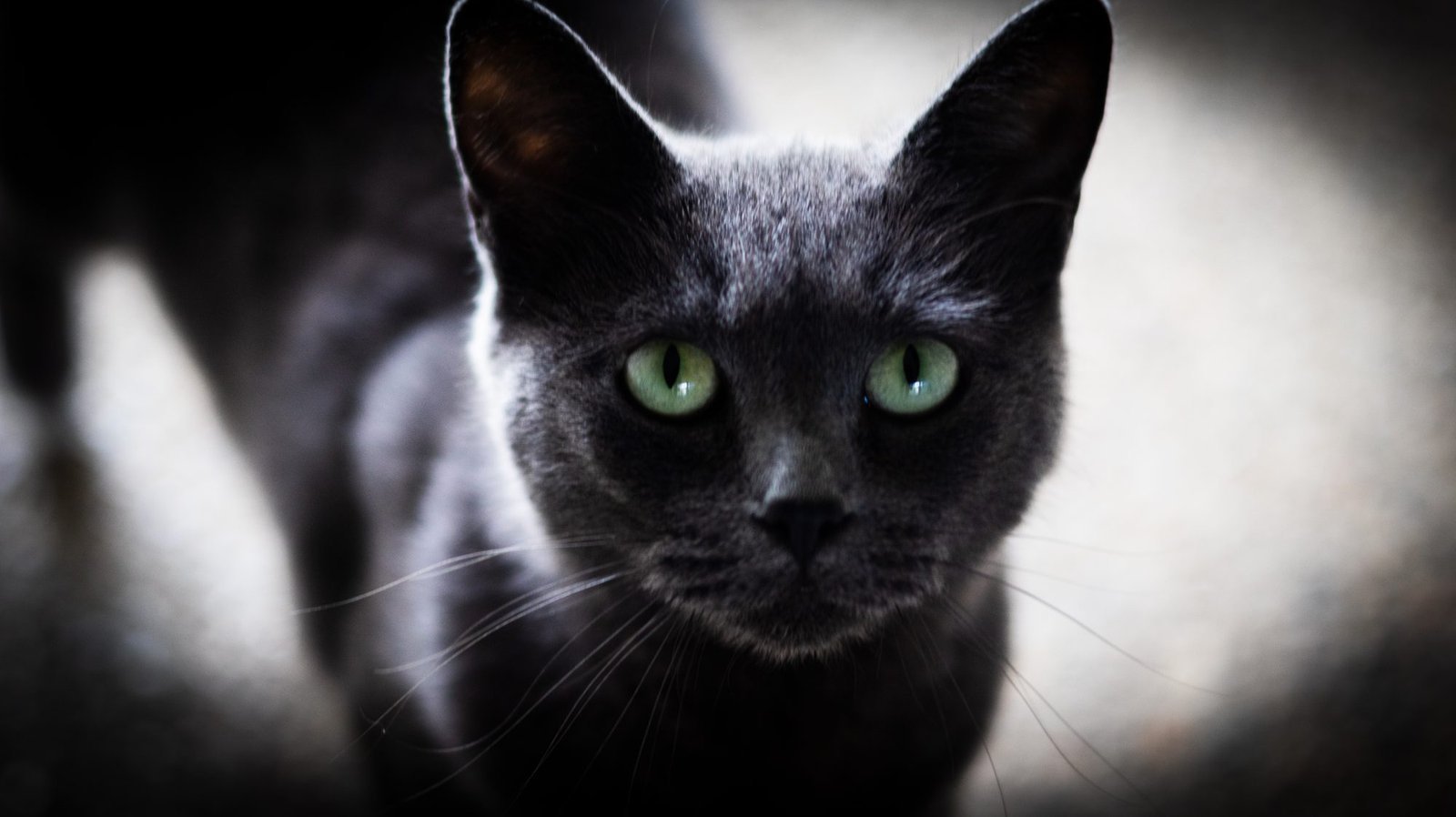Close portrait of a dark grey cat with bright green eyes against a soft pale background